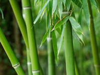 бамбук ткань